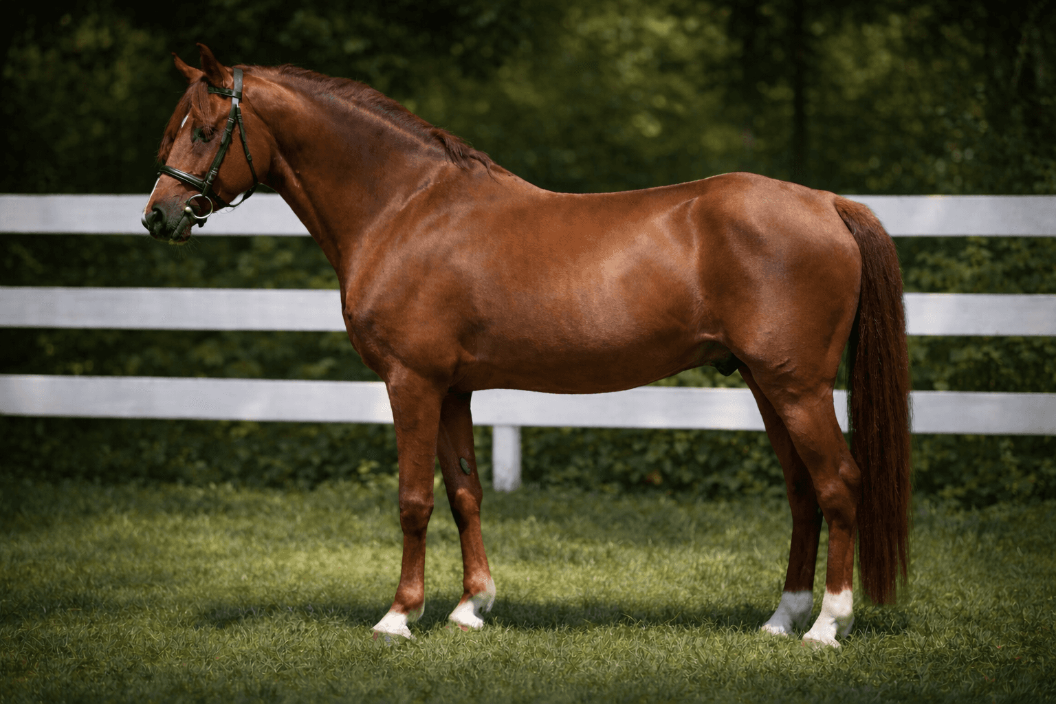 Rosmel’s Foxtrot, chestnut sport pony stallion by Rosmel’s Scarlet Emperor out of Rosmel’s Bonnie Dancer, featured at Elite Sport Ponies, training, leasing, and breeding program.