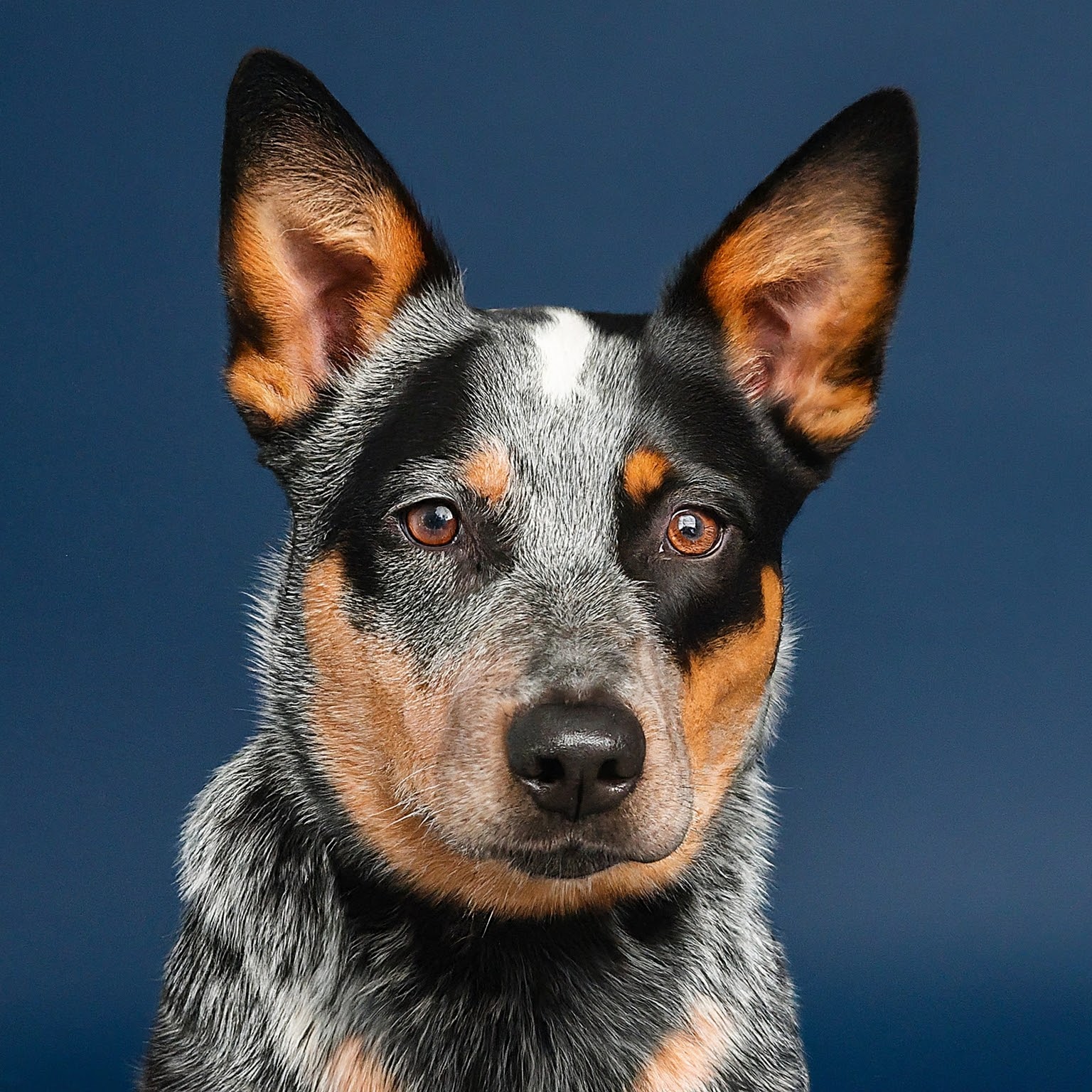 BUDDYUNO, Texas Heeler