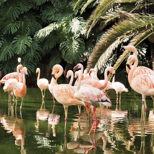 Skupina plameňáků stojících v rybníku obklopeném bujnou, tropickou zelení.