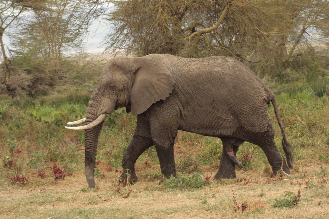 Olifanten tussen de baobabbomen van Tarangire