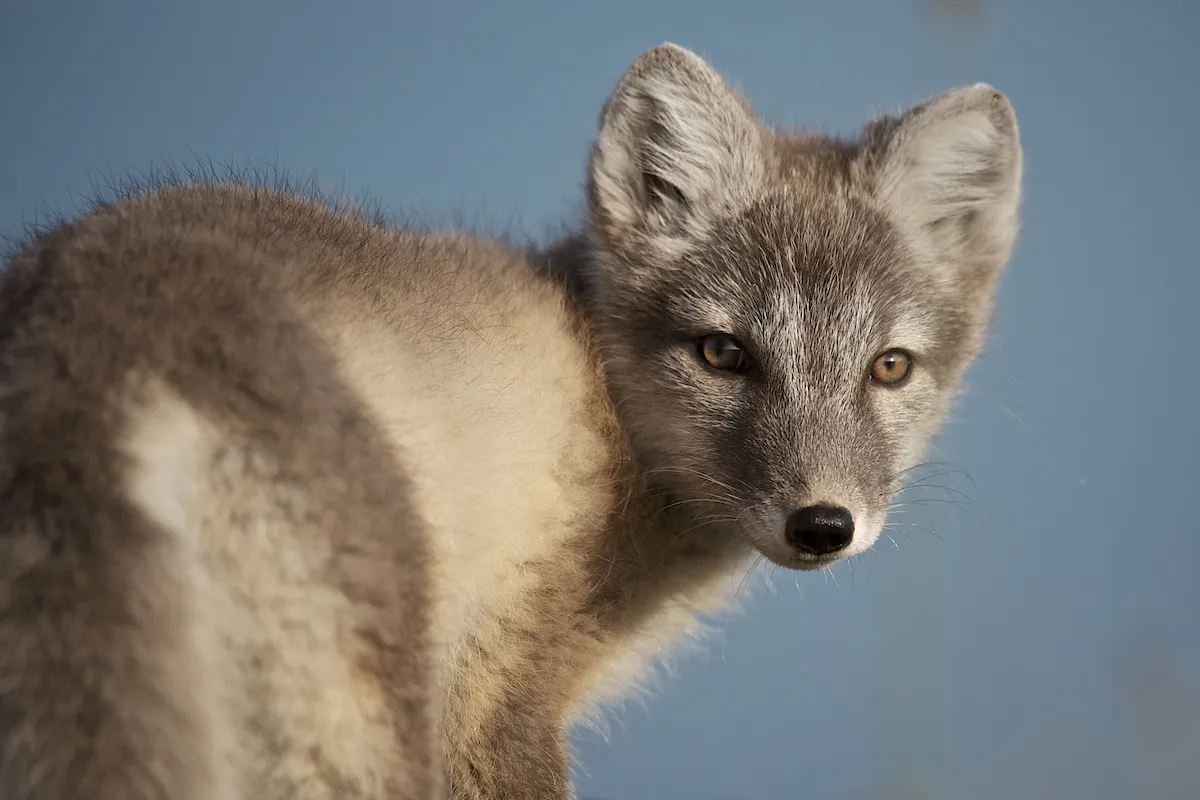 Zorro artico en Groenlandia