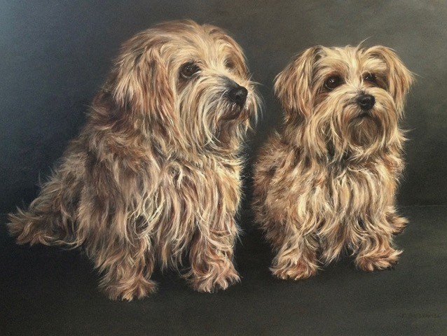 2 ginger maltese dogs painting commission