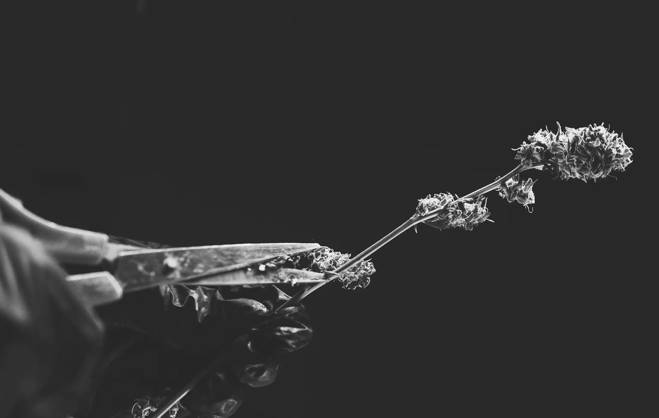 hand trimming a cannabis bud