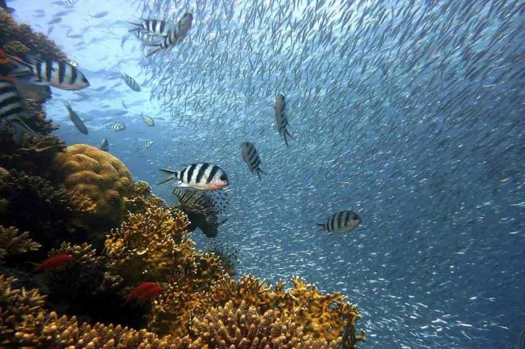 Snorkelling Singapore