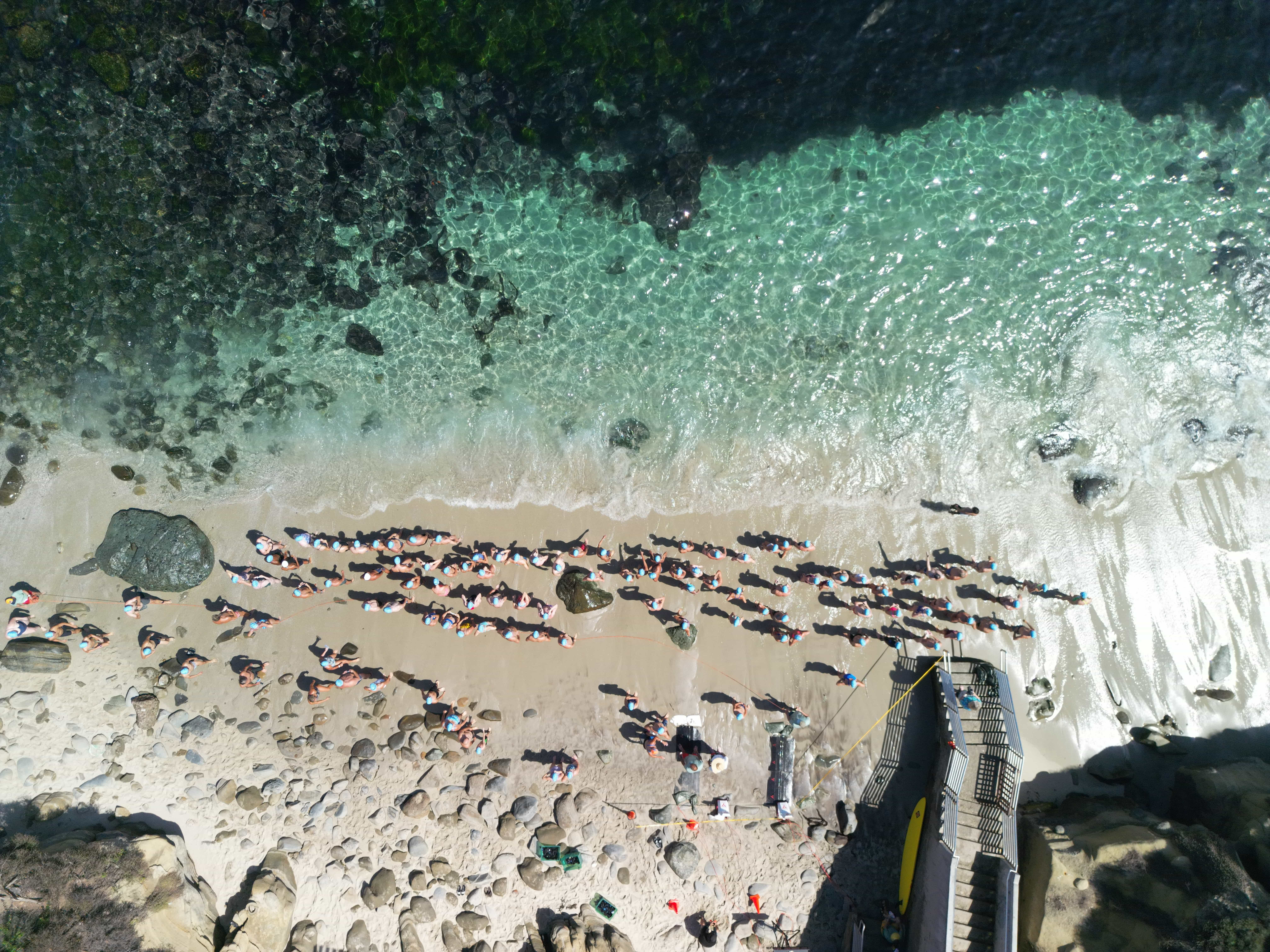 La Jolla Cove Swim