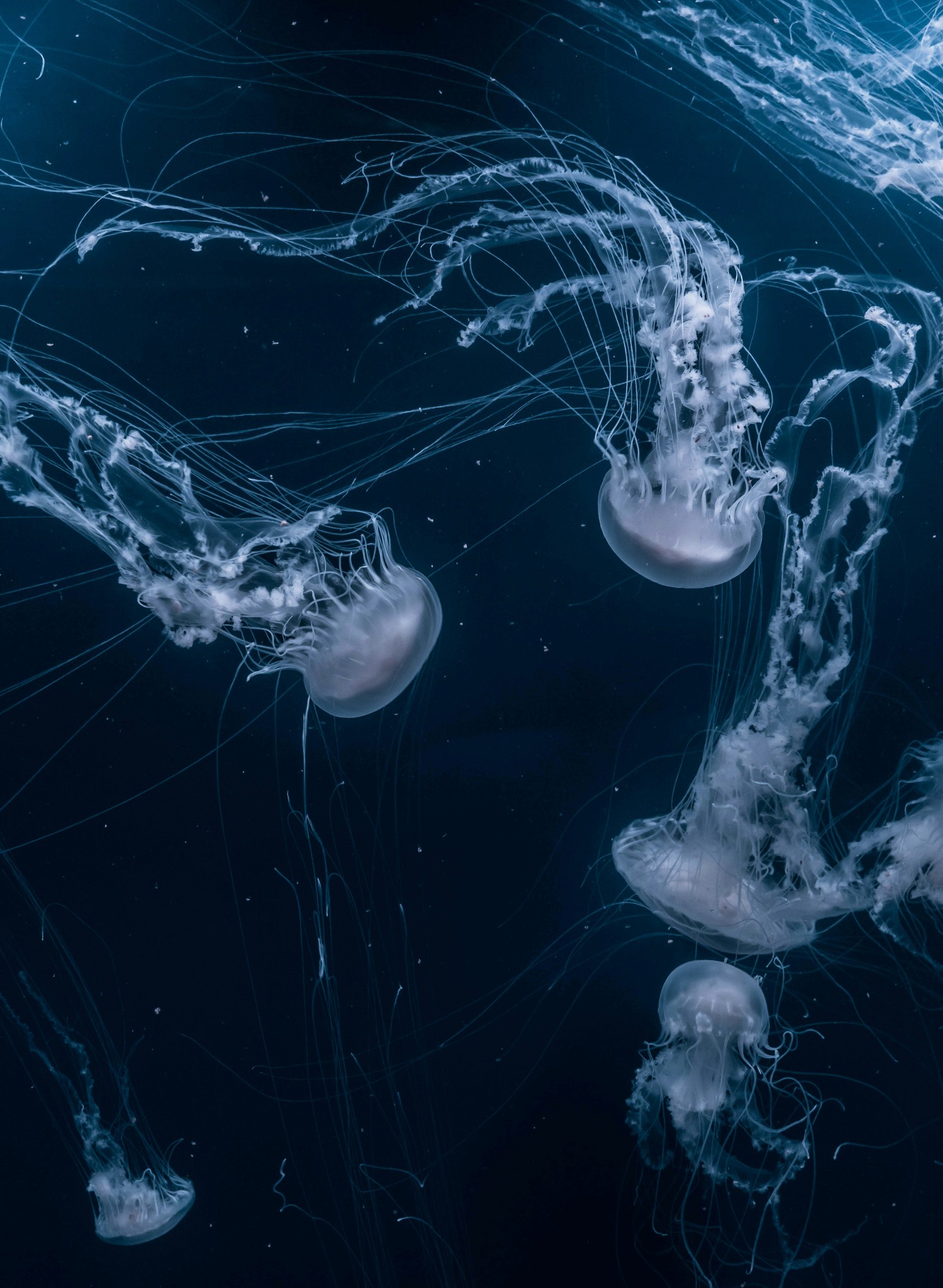 Swimming jellyfish