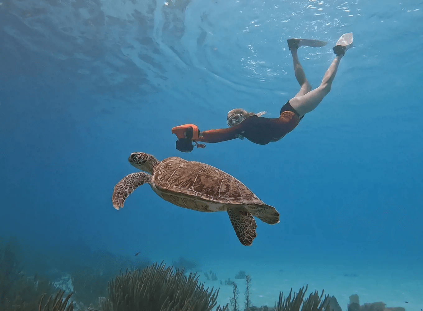 Sealife available with snorkel tours in Bonaire