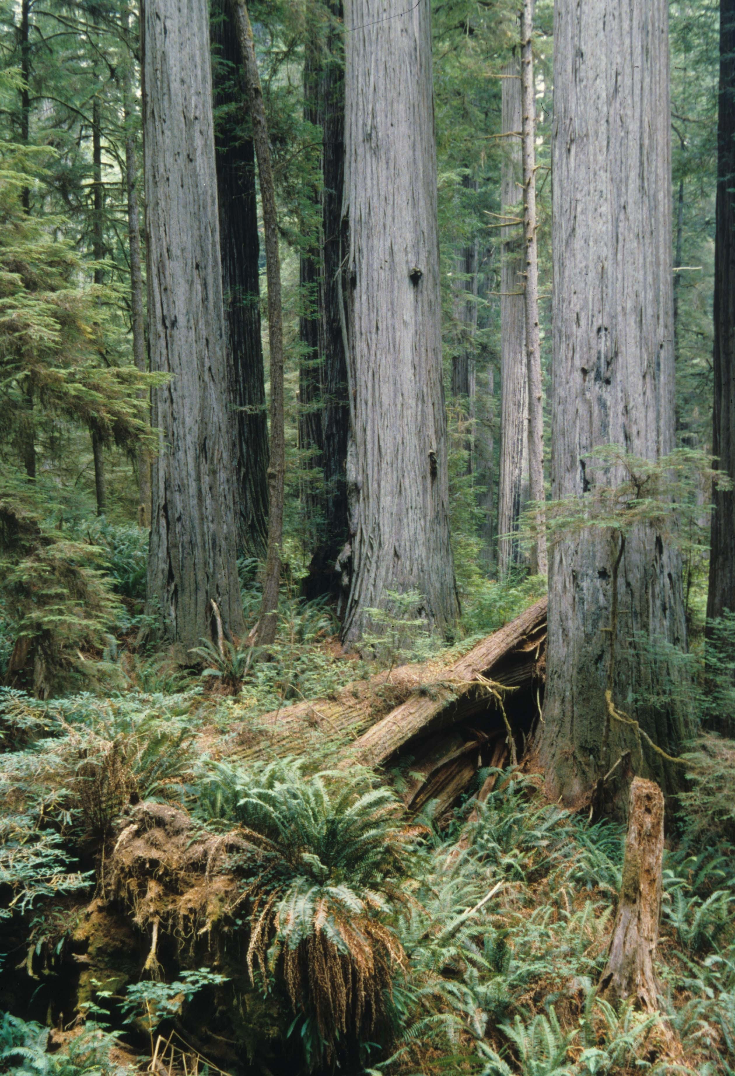 A fallen nurse log supports ferns and new growth among old-growth redwoods.