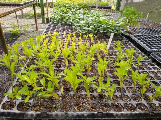 Mudas jovens em bandejas de germinação em viveiro, com outras plantas ao fundo
