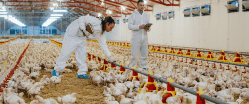 Advisors in poultry housing