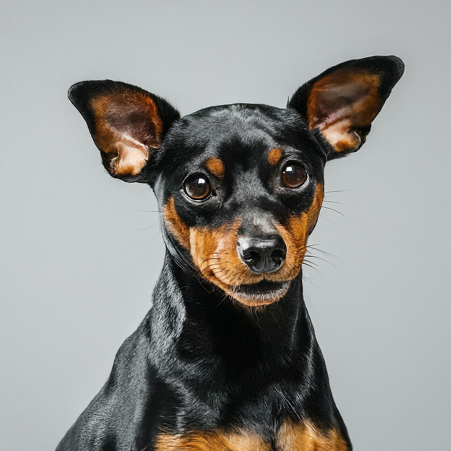 BUDDYUNO, Miniature Pinscher