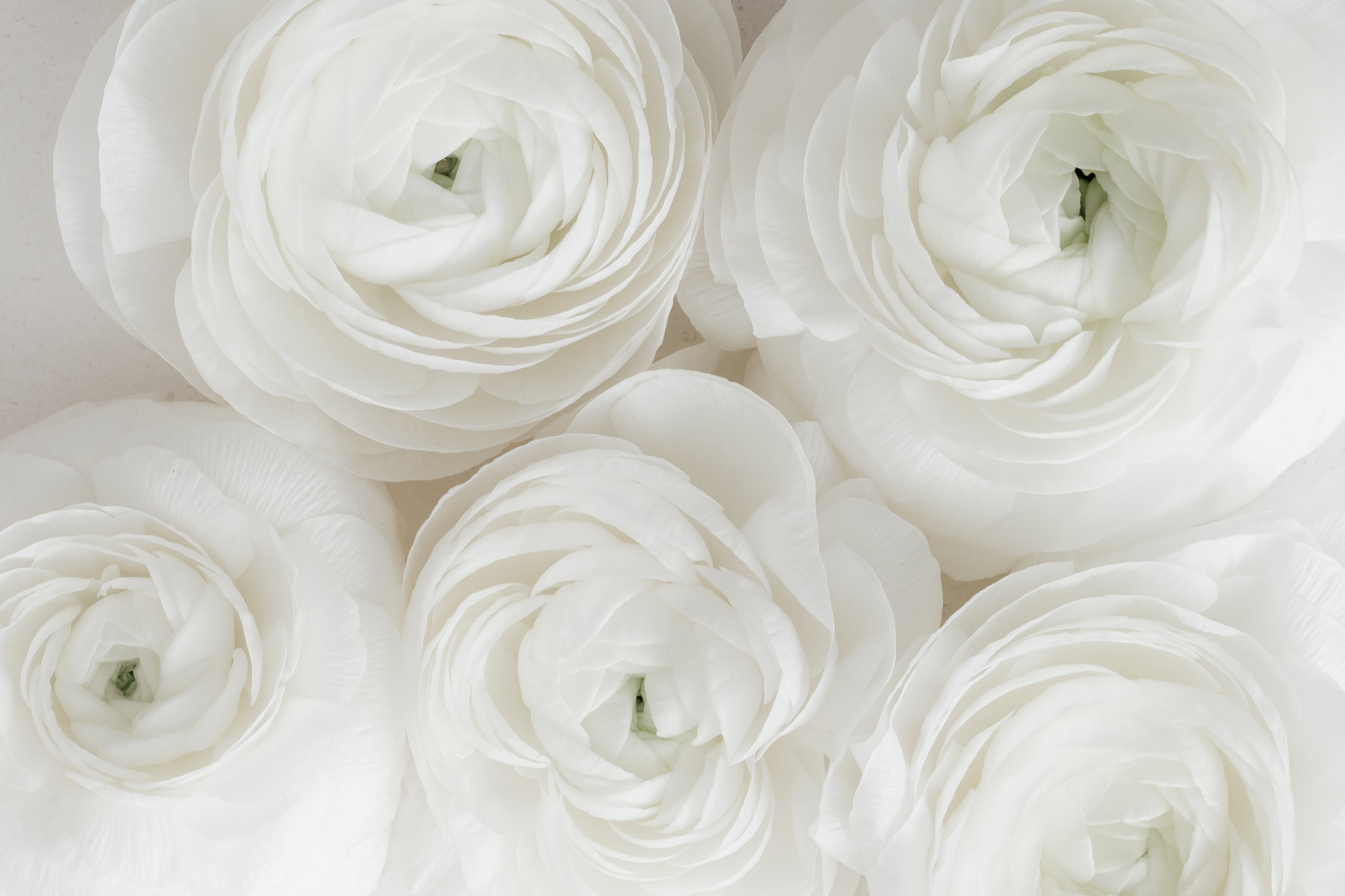 Close-up of five white ranunculus blossoms with soft, densely layered petals in a clean and elegant composition.