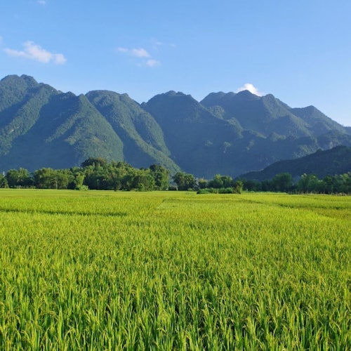 Frodige grønne rismarker strækker sig mod høje, skovklædte bjerge under en klar blå himmel.