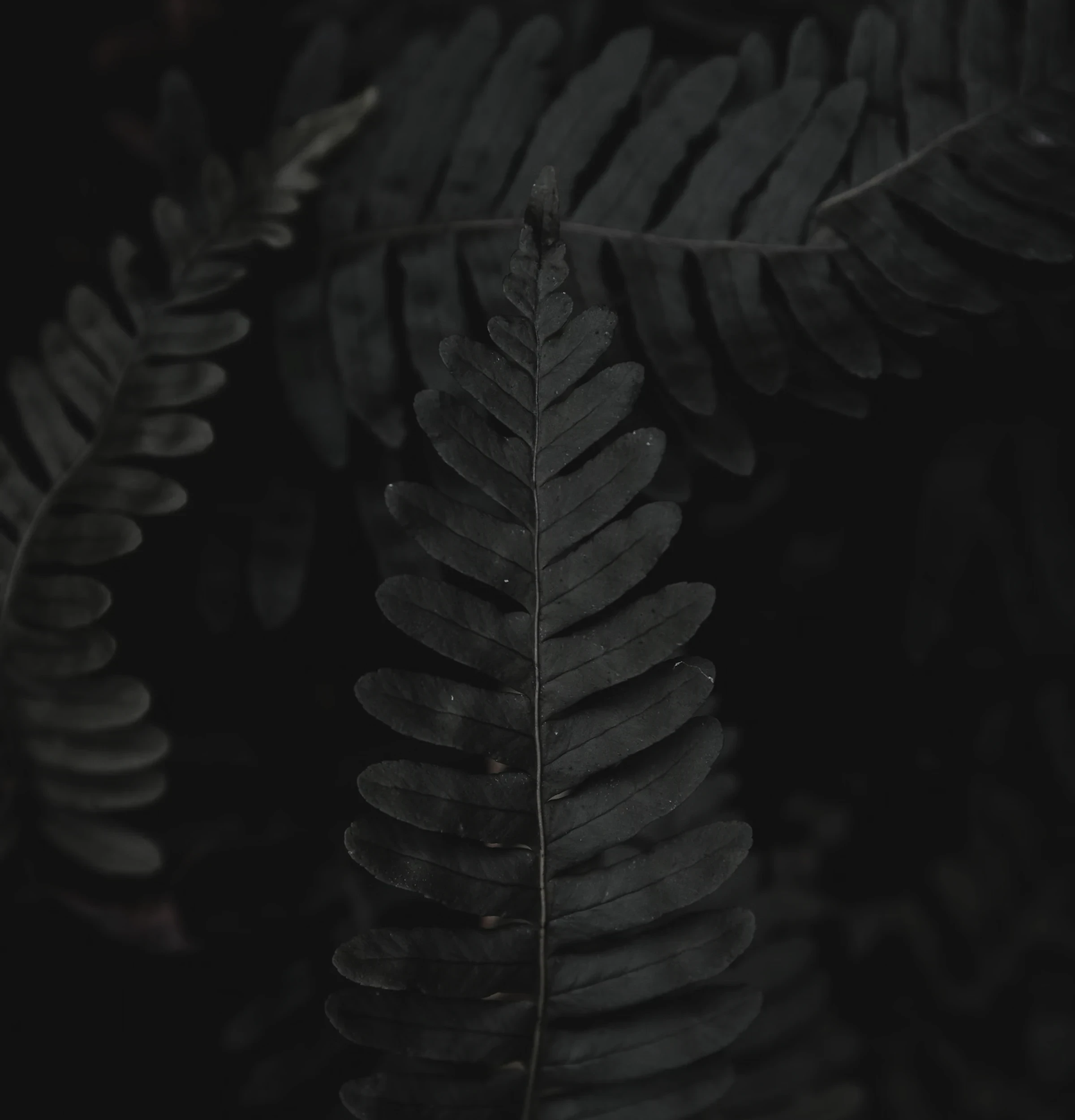 Close-up moody photograph of dark fern fronds against a black background
