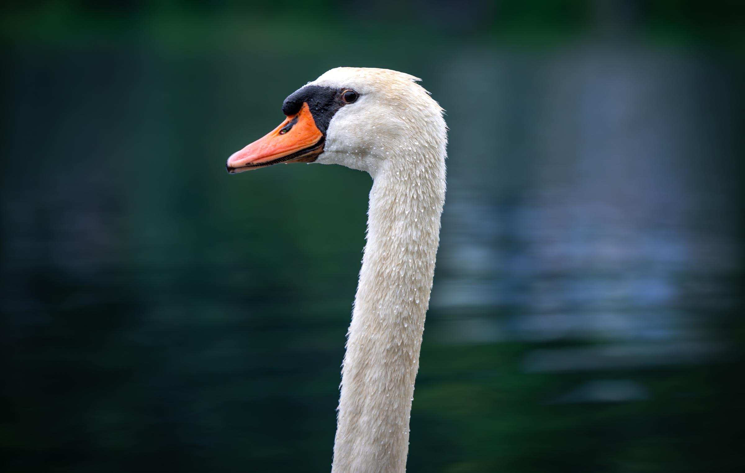 Lake Junaluska Mama Swan