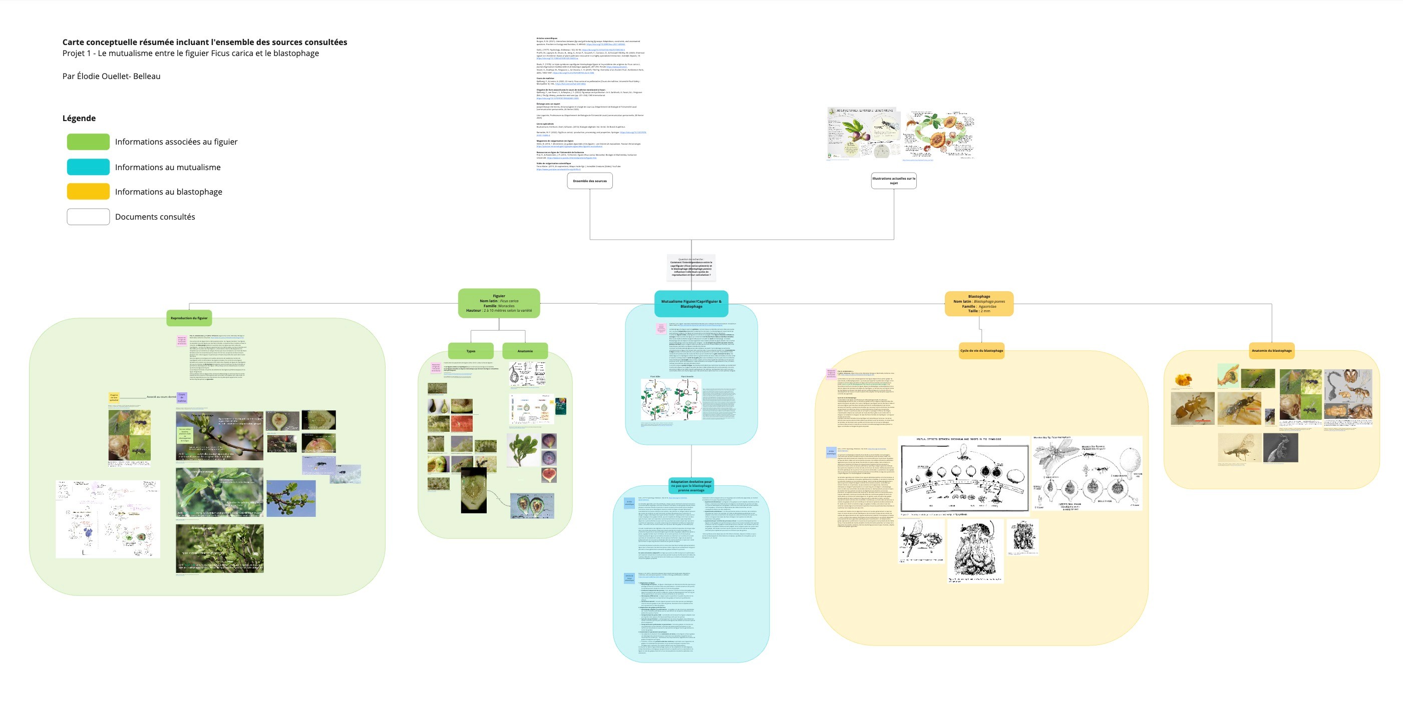 Carte conceptuelle résumée incluant l'ensemble des sources consultées pour le projet sur mutualisme entre le figuier Ficus carica et le blastophage