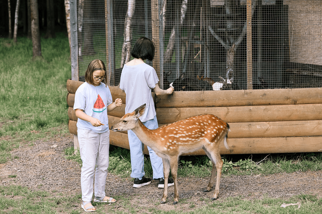 A fluffy gray rabbit rests on a floral chair.