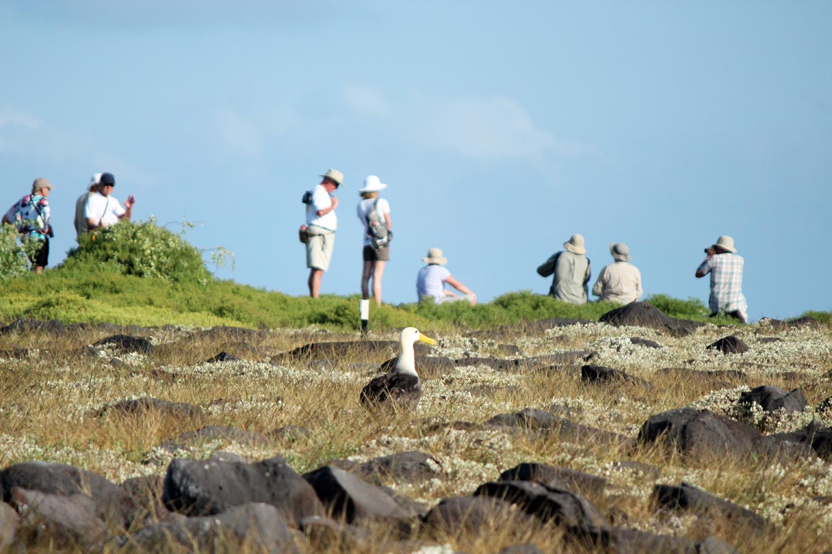 Discover the Galapagos