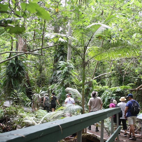 무성한 녹색 열대 숲을 걸어가는 한 무리가 나무로 된 길을 따라 앞으로 나아갑니다. 길 양옆으로는 울창한 식생과 큰 나무들이 자리하고 있습니다.