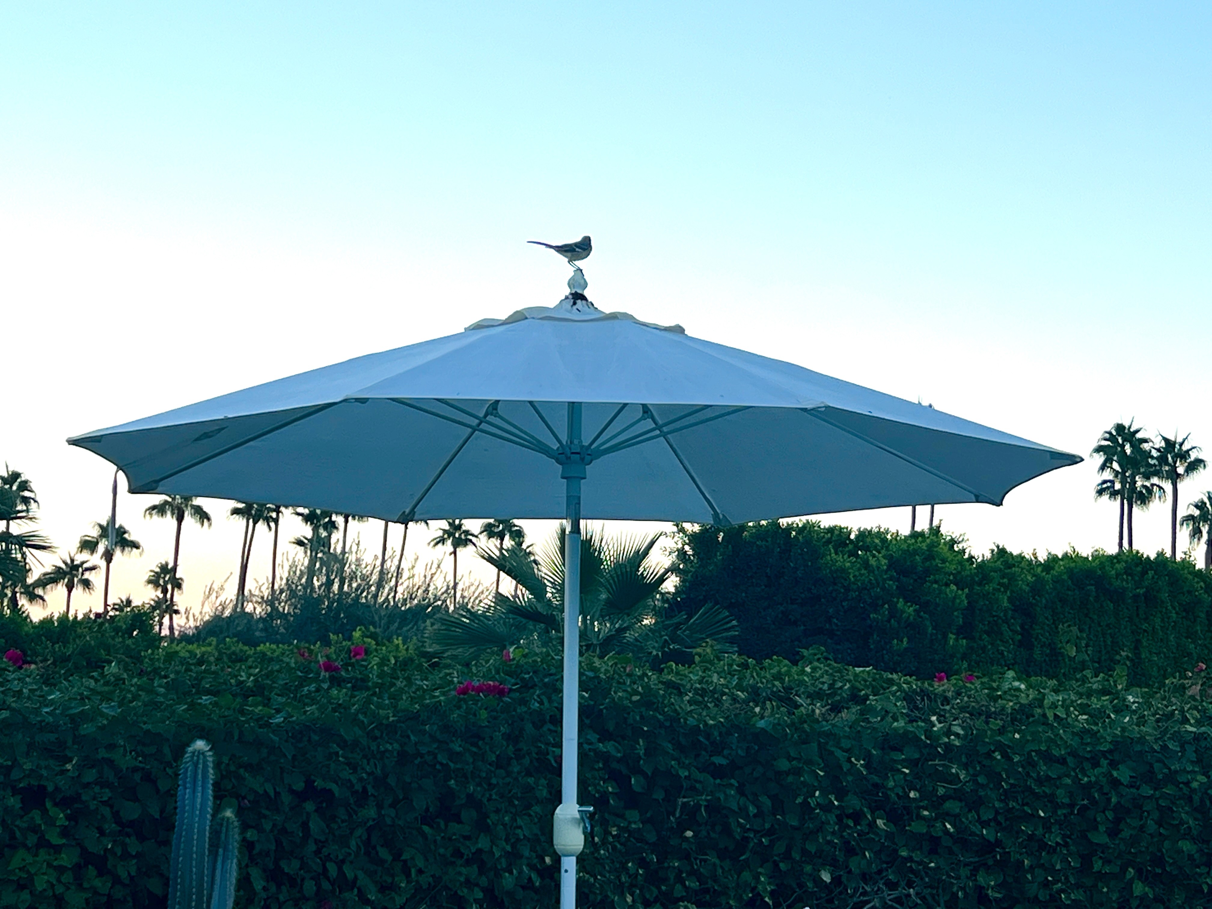 Bird on Umbrella