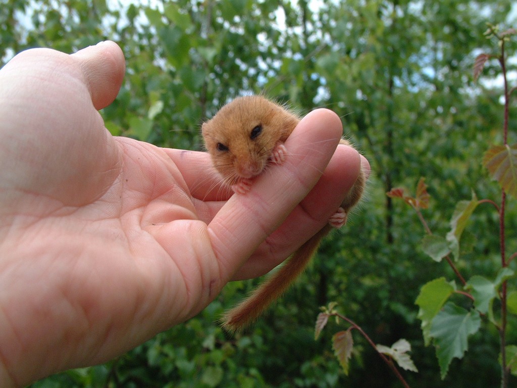 Therapeutic Connection