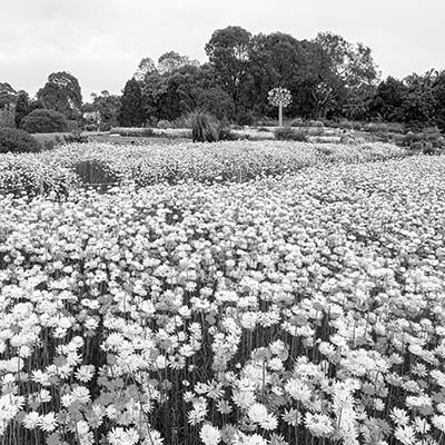 Mount Annan Botanical Gardens