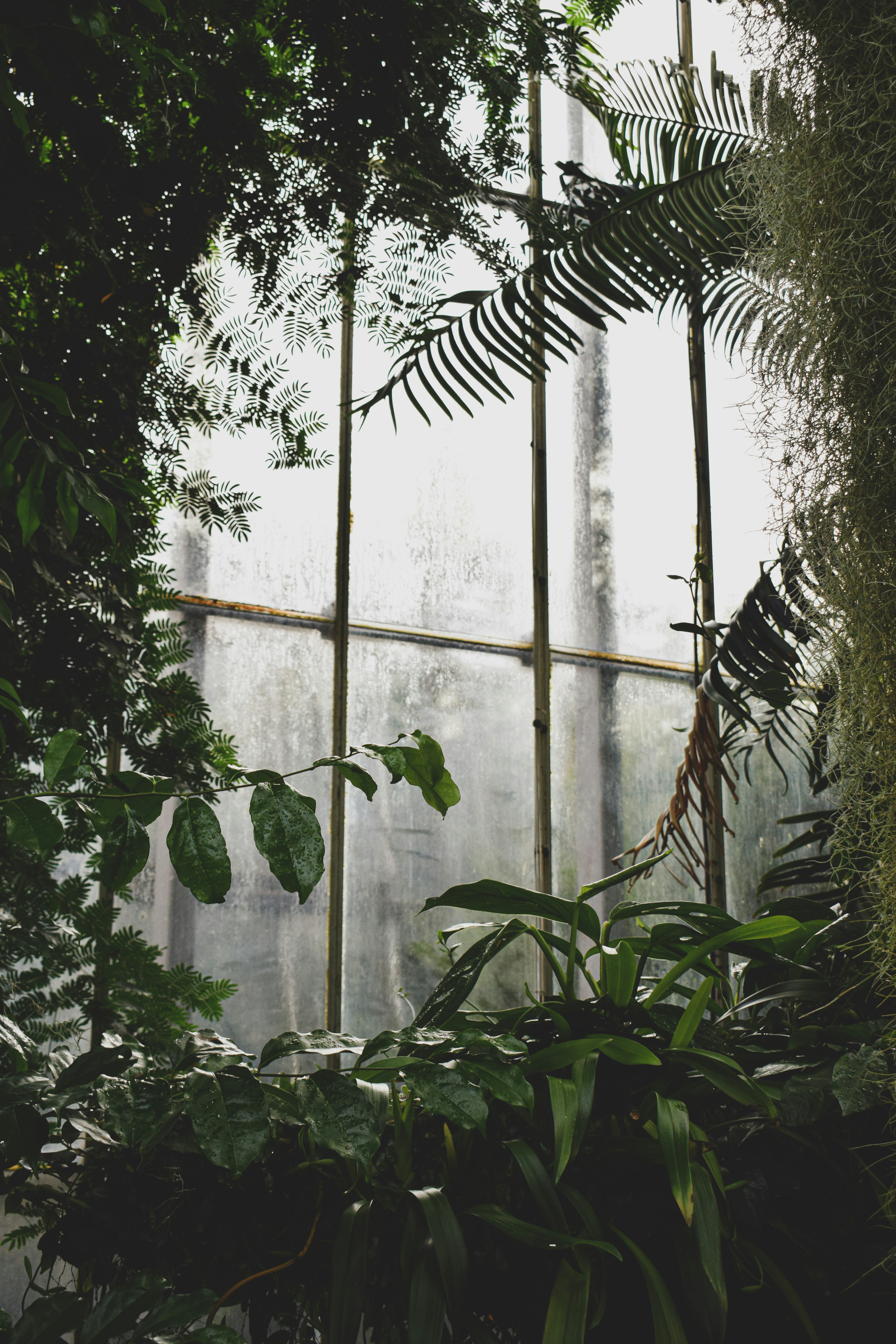 botanical garden with fogged windows