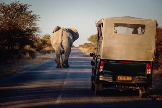 Thrilling Adventures Amidst Etosha’s Untamed Wonders