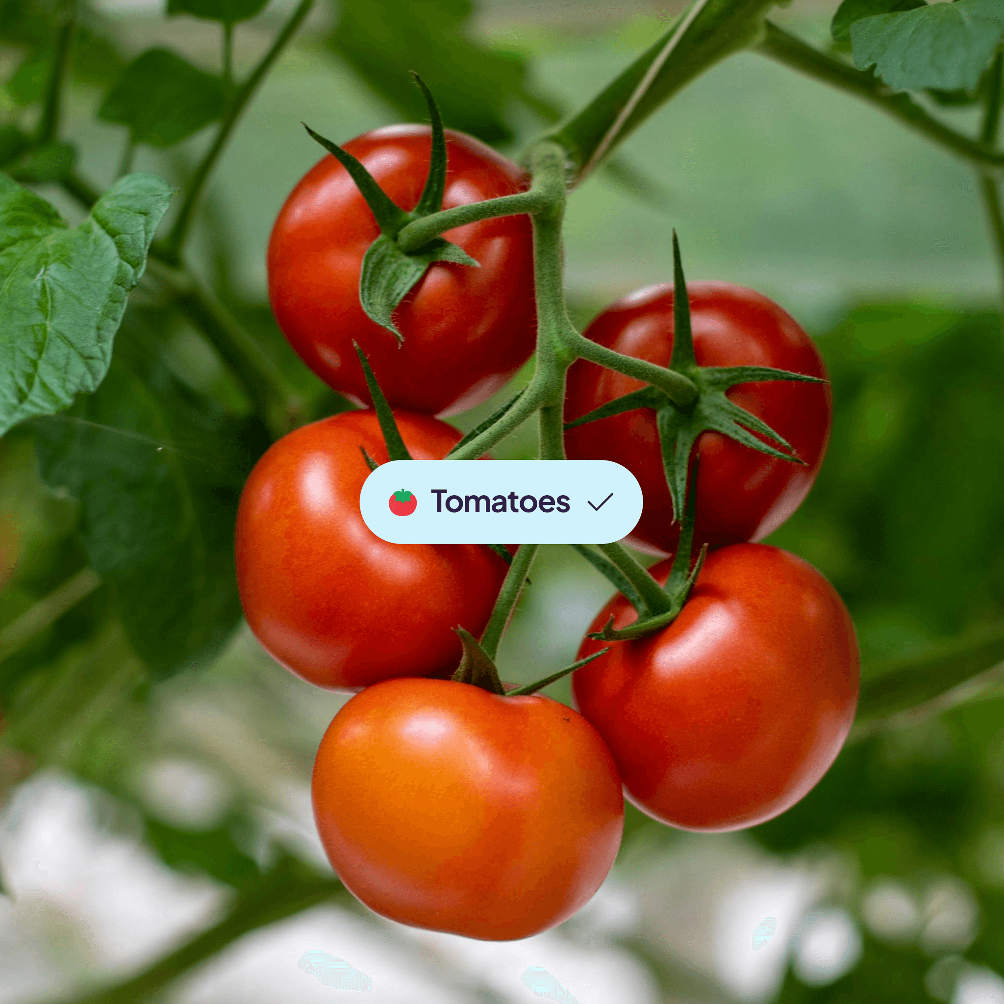 Picture of tomatoes with a designed chip component