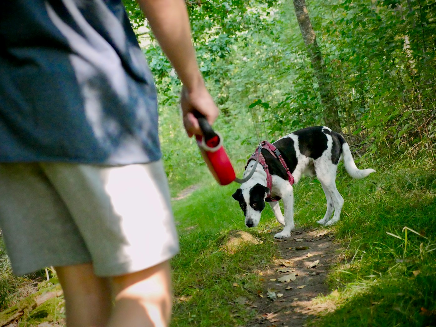Chien noir et blanc en harnais dans les bois, relié à une laisse à enrouleur rouge
