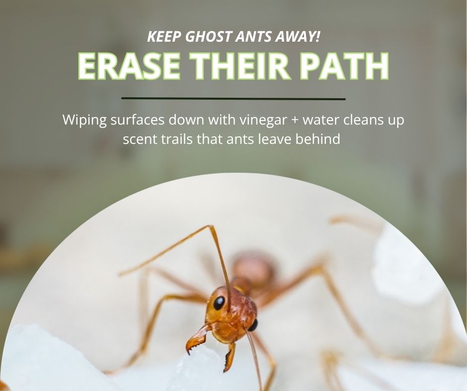 An infographic titled "Keep Ghost Ants Away! Erase Their Path" stating that wiping surfaces down with vinegar and water cleans up scent trails, positioned above a close-up picture of an ant.