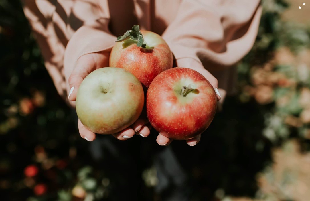 Tips during autumn: picking apples and pears