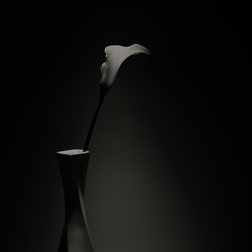 Luminesse calla lily still life