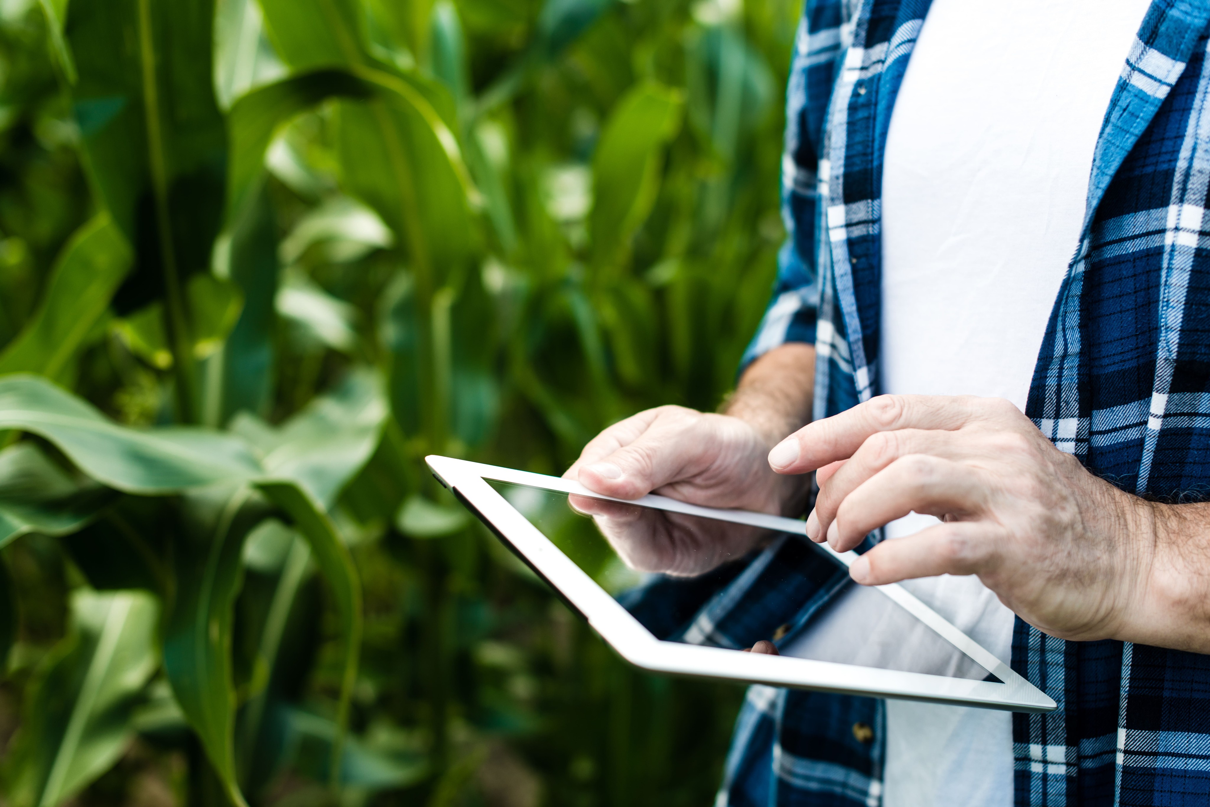 Hands of a man using a tablet in a cornfield.