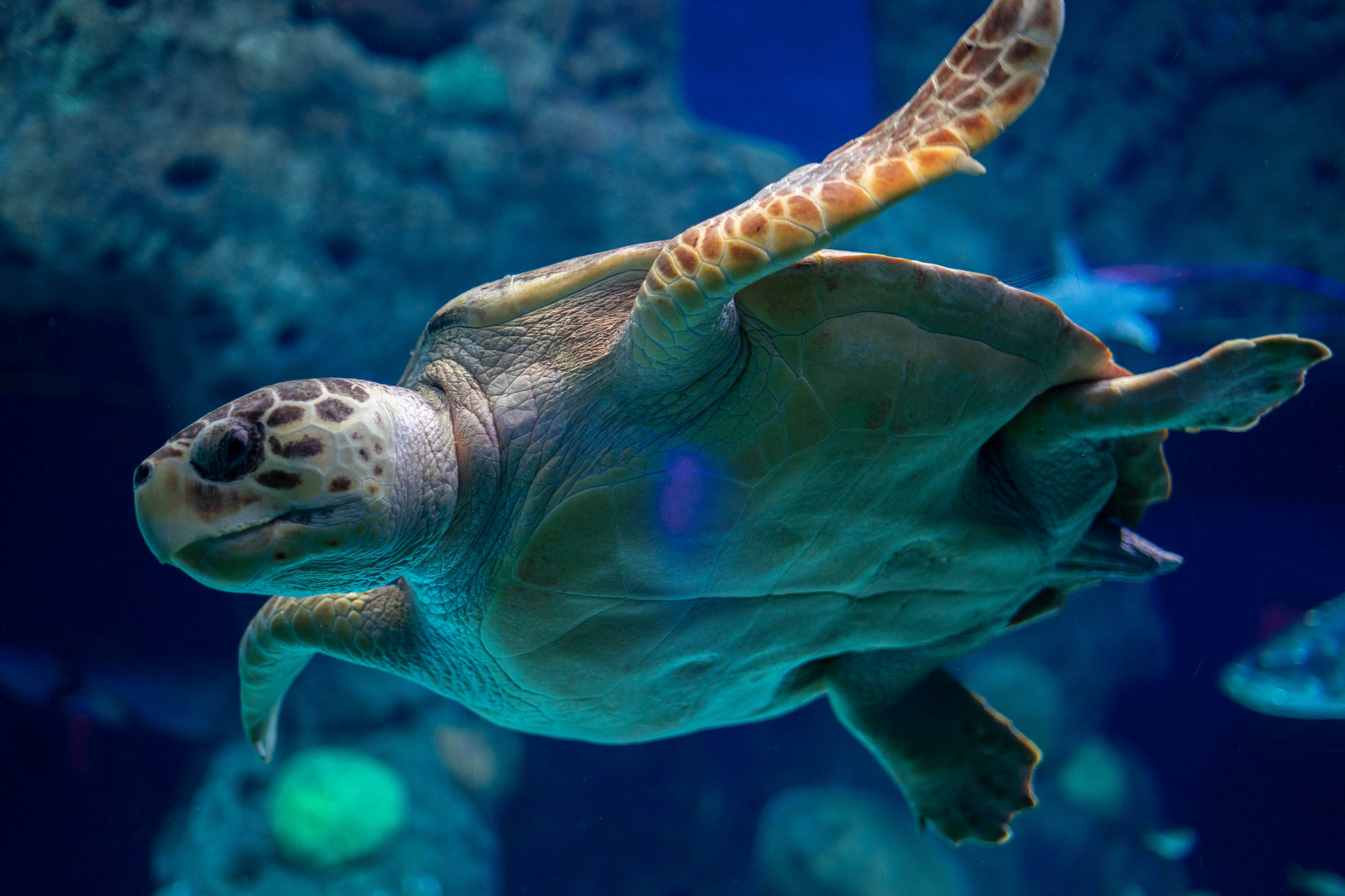 Zeeschildpad in het Sea Life aquarium in Scheveningen