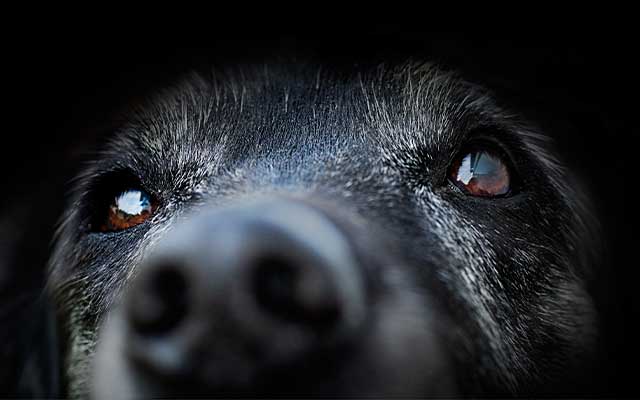 close up of a dog's nose