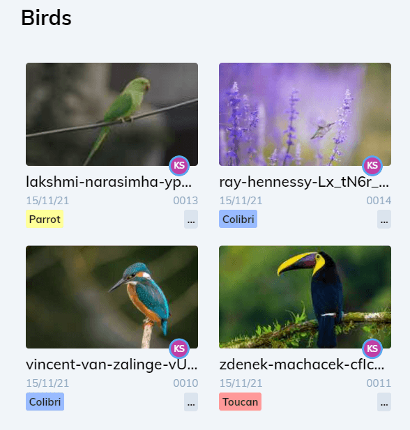 Birds image classification on V7