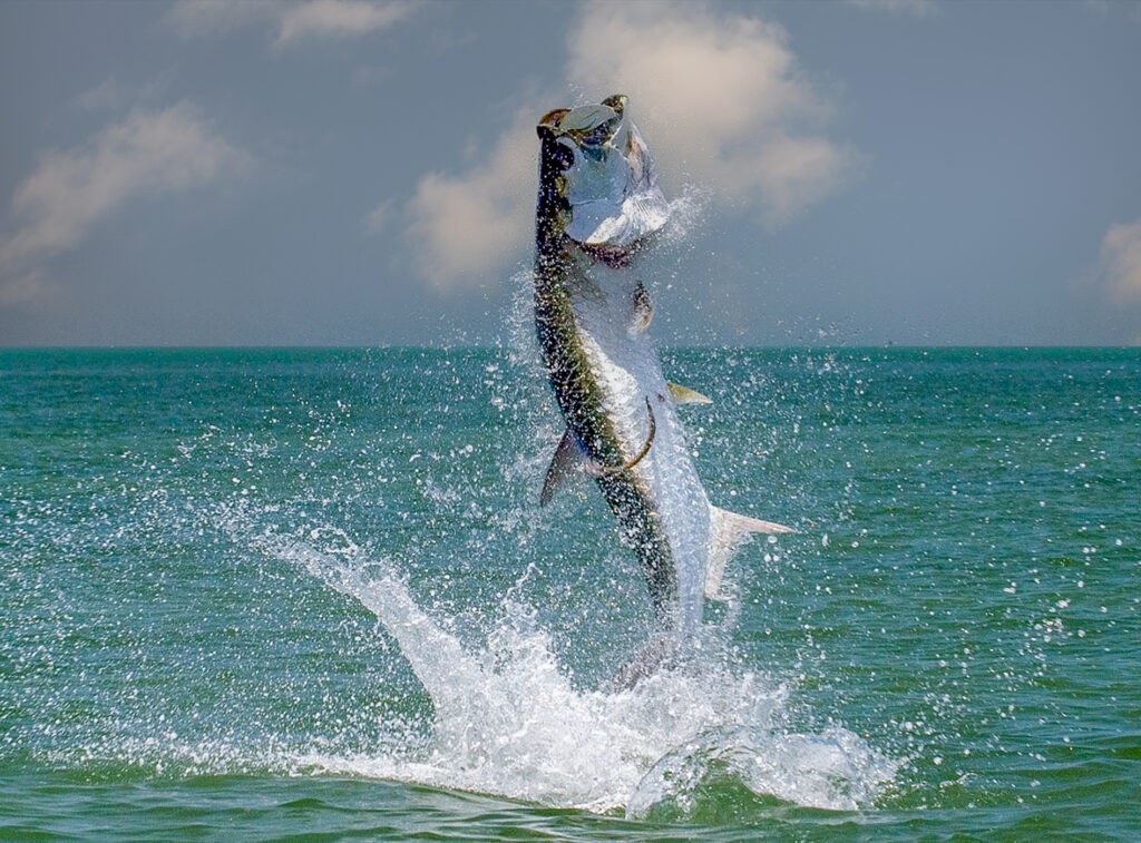 tarpon jumping out of water anna maria island, fl