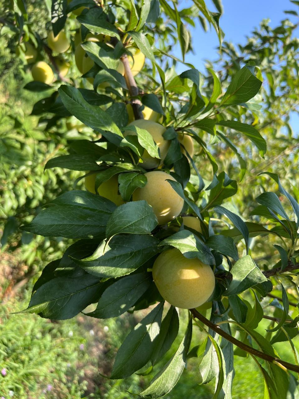 Fresh apricots with smooth texture, retail-ready selection.