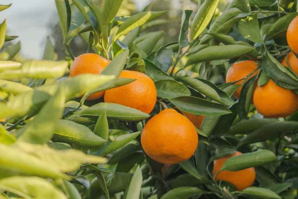 Jeju tangerines