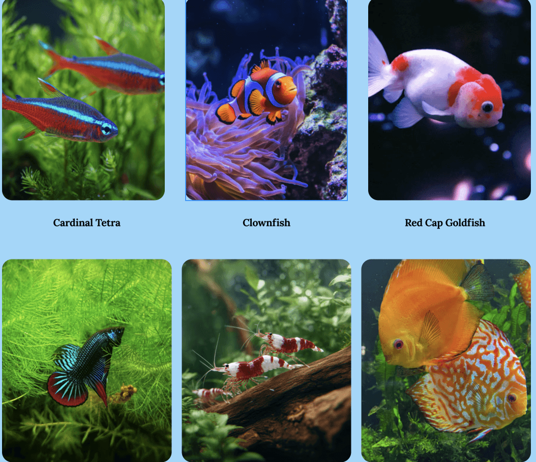 An assortment of available fish