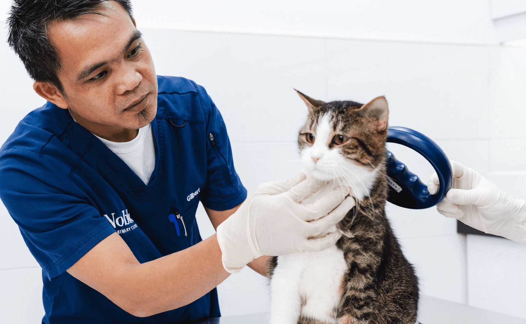 A veterinarian is checking a cat's throat for any issues.