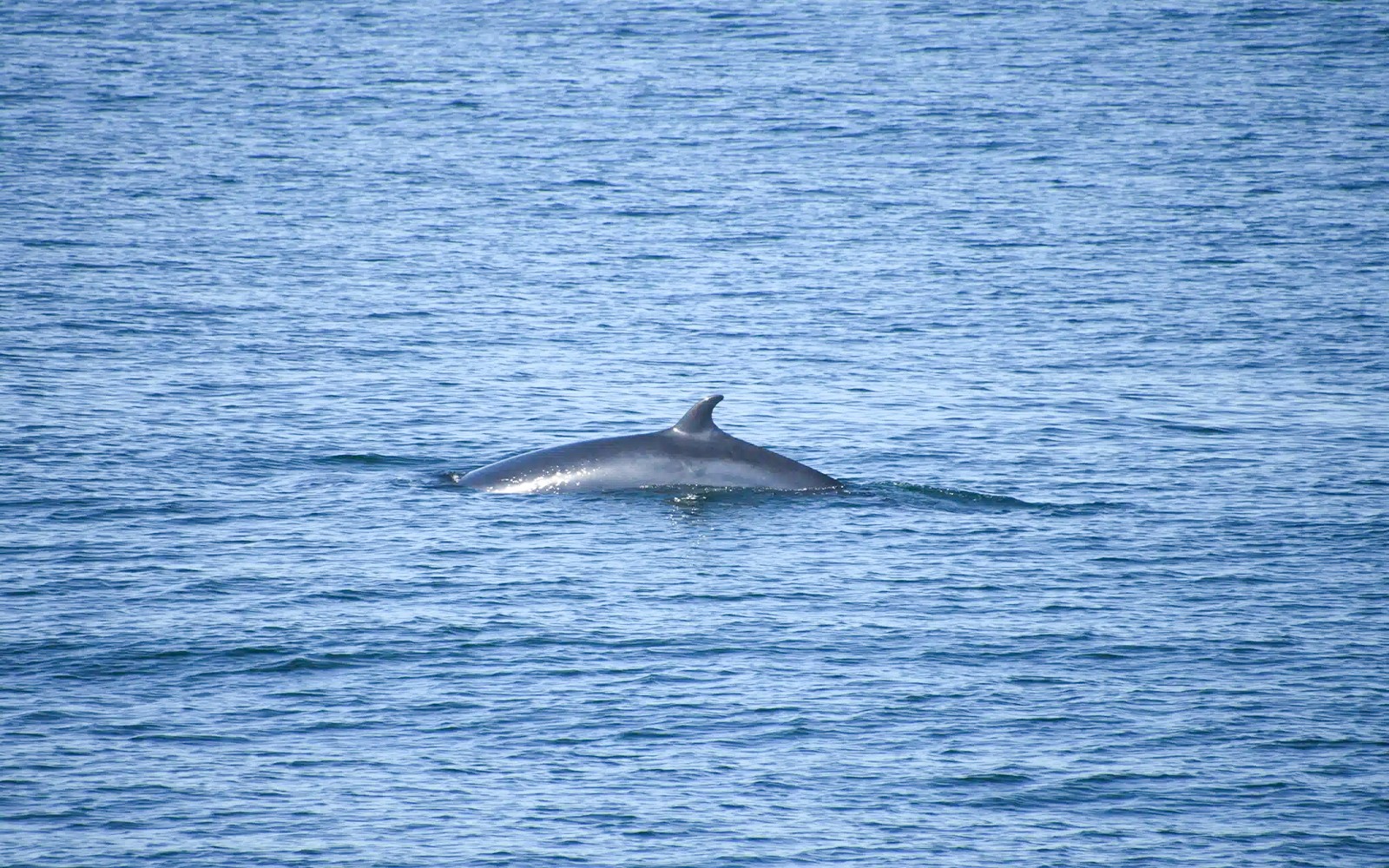 雷克雅未克观鲸之旅中海豚在海面上的精彩表演。