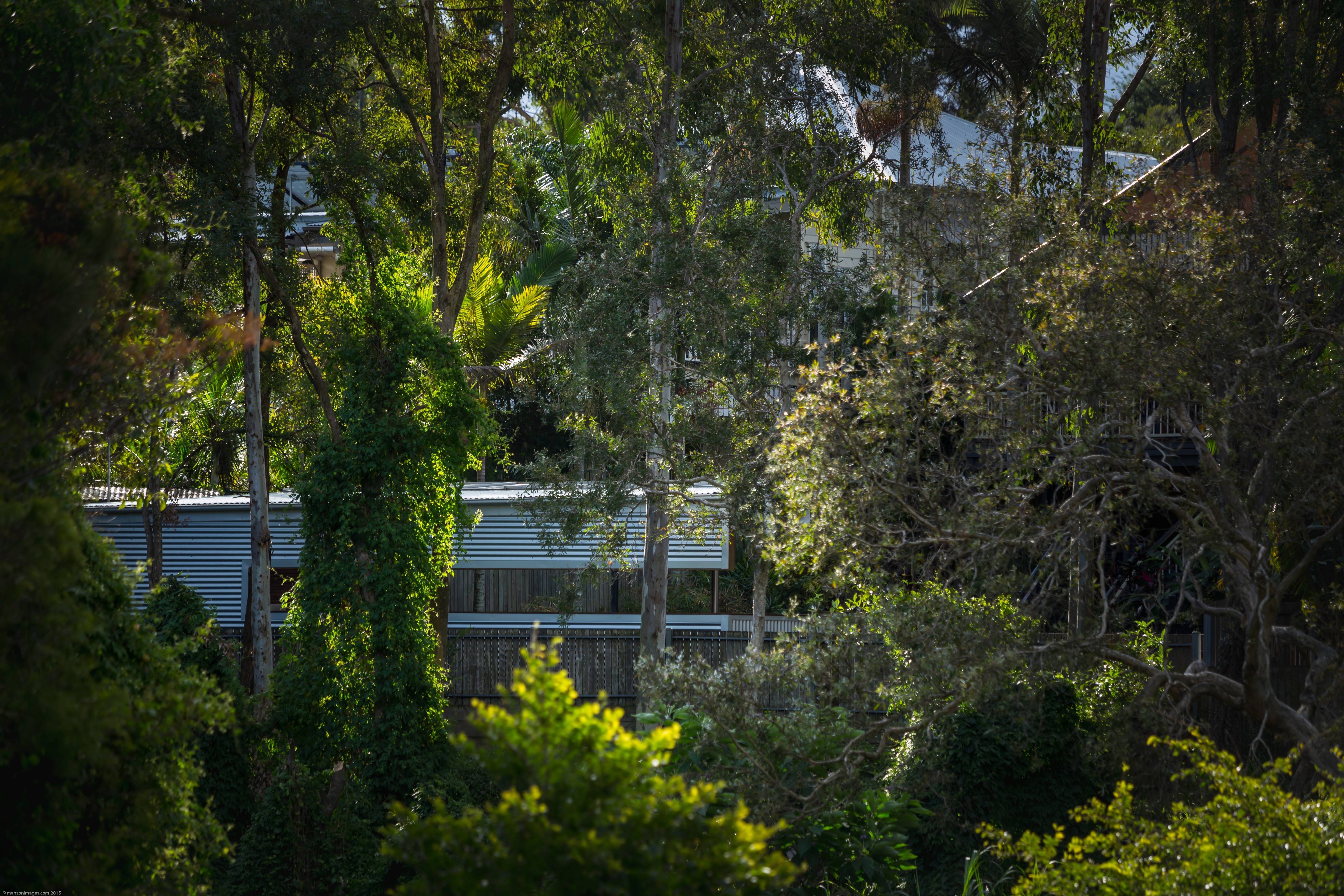 Distant view of Wattle Pavilion partially concealed by mature trees, emphasising the project’s subtle integration into the garden setting.