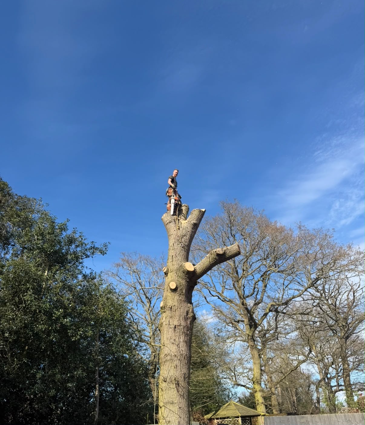 A tree arborist is climbing a ladder to trim branches.