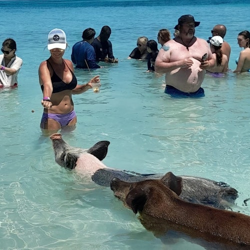 Rose Island's Swimming Pigs