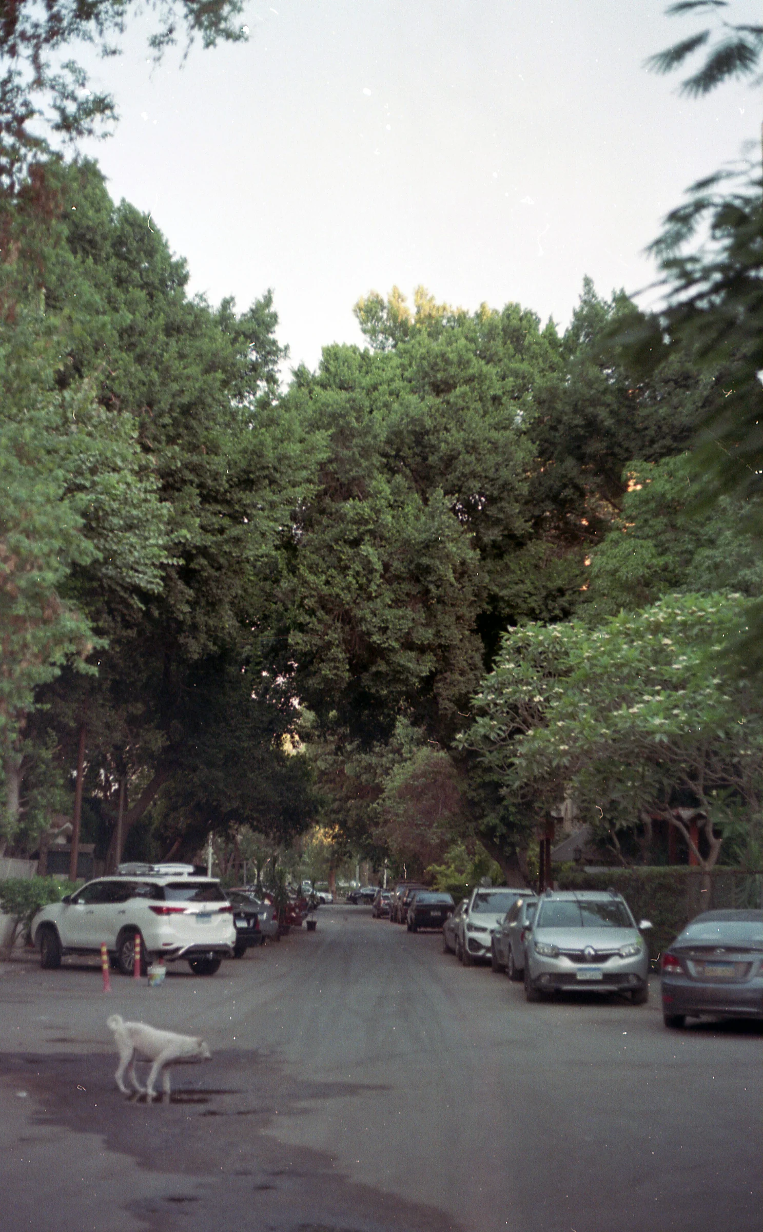 A Shaded Residential Street