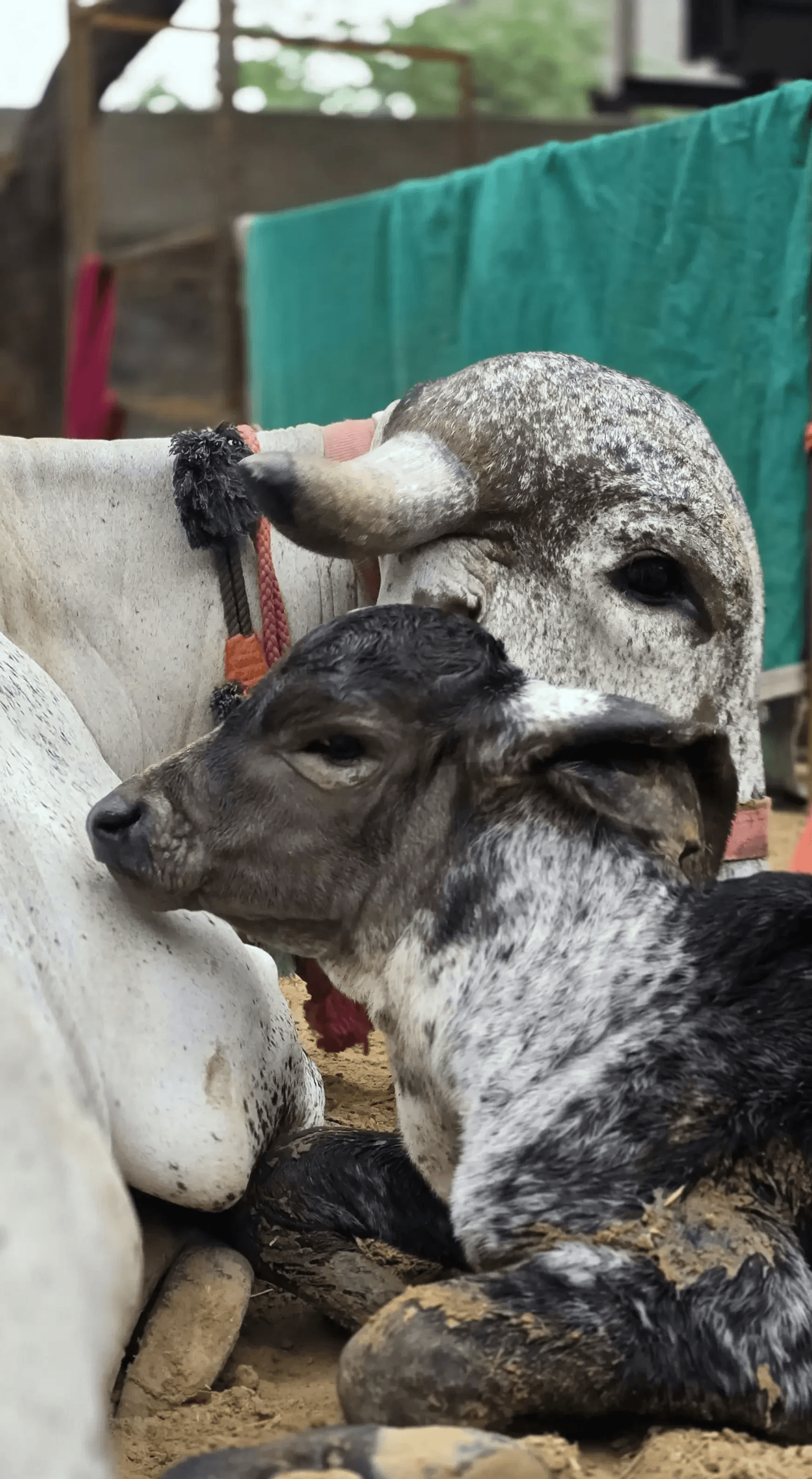 Gir Cow & Calf - Nandini & Nandu