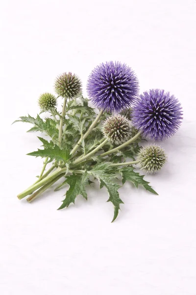isolated branch of INDIAN GLOBE THISTLE on a white background.
