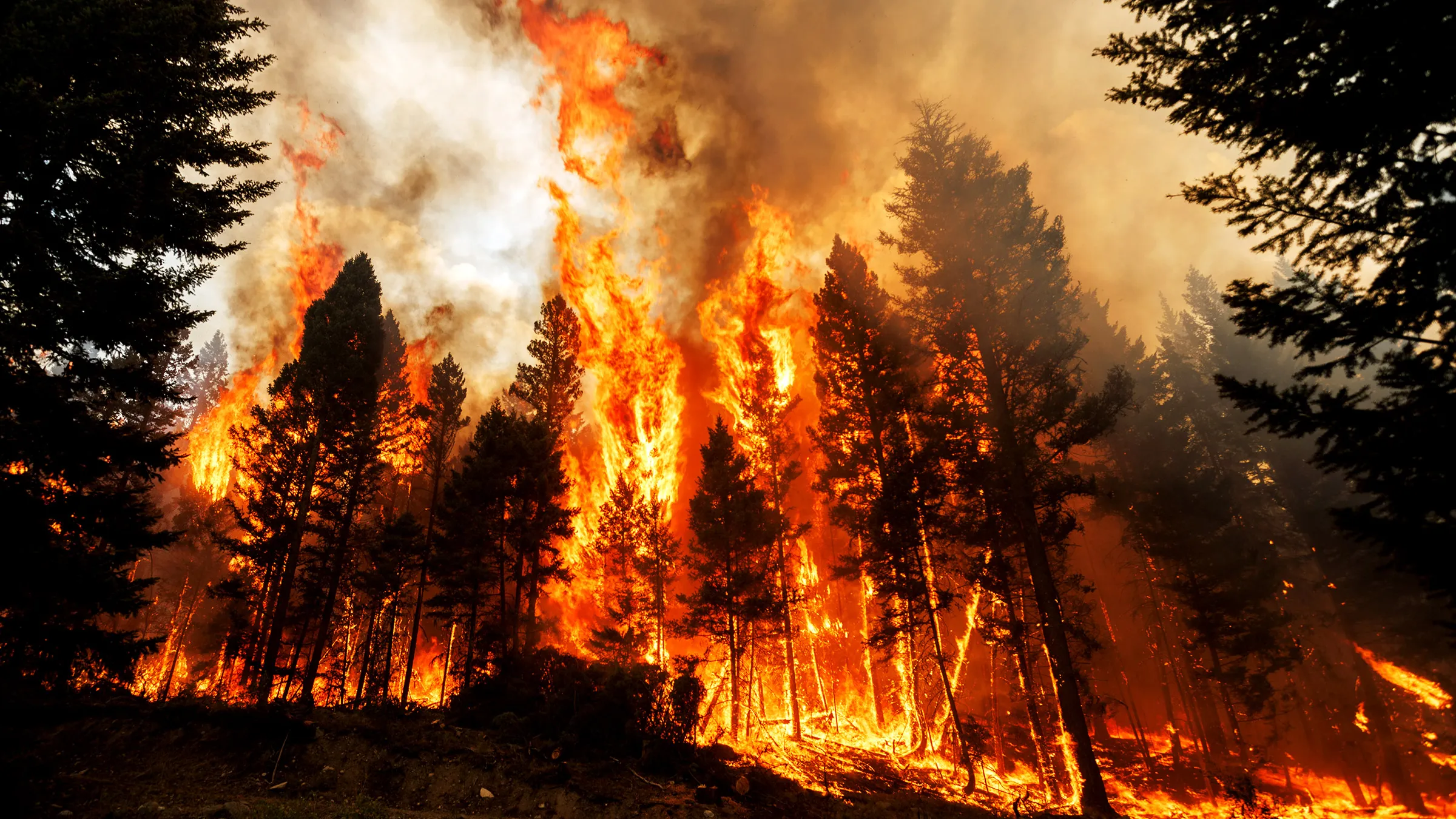 Close-up of a tree stump showing growth rings and a textured brown wood surface.